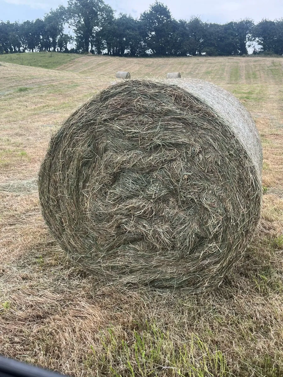 Hay - Image 2