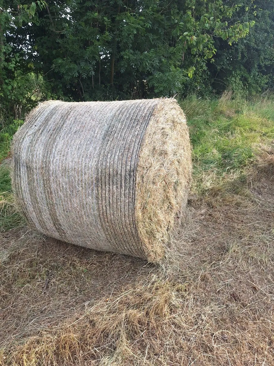 Hay