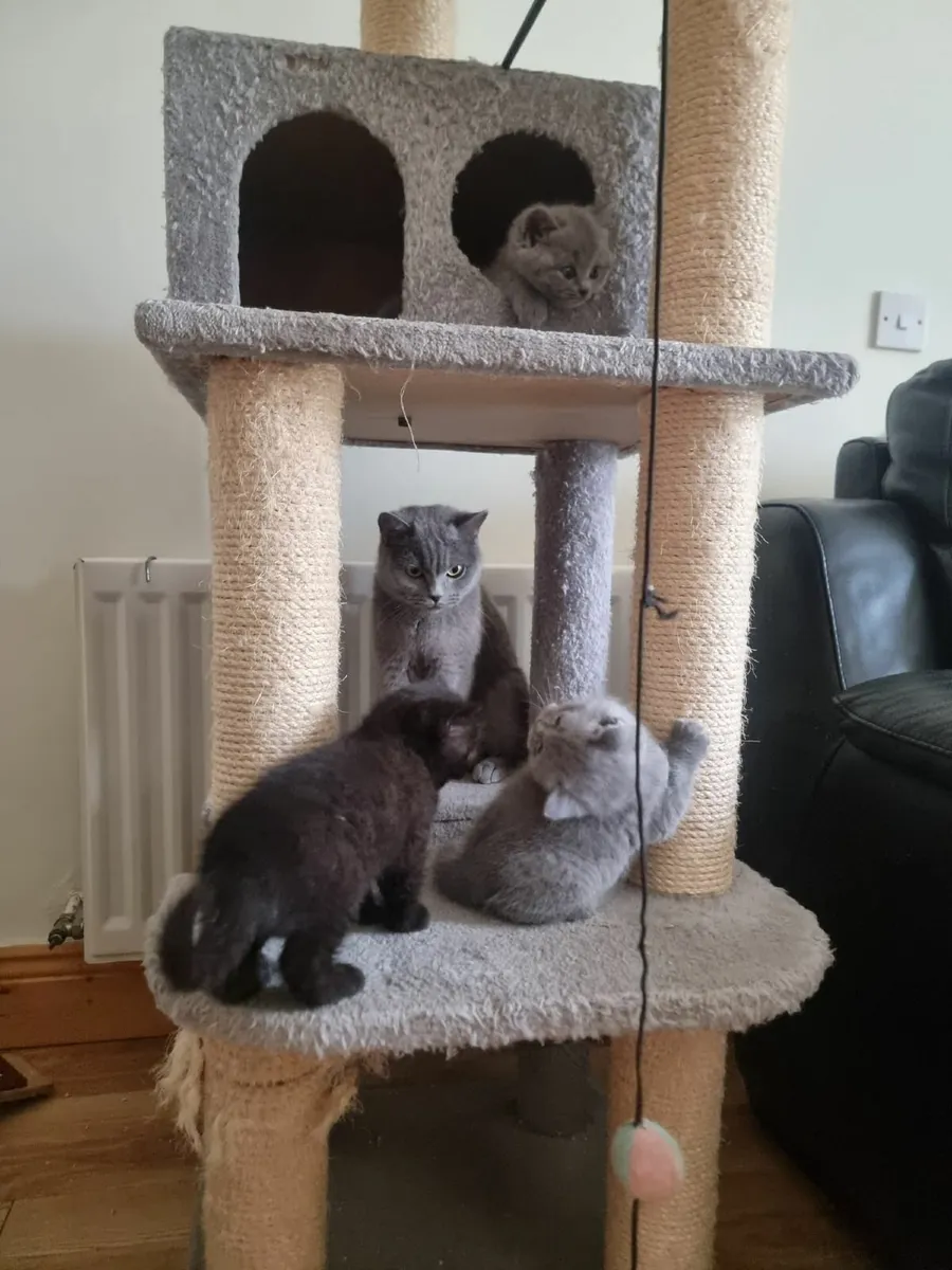 British shorthair kittens - Image 2