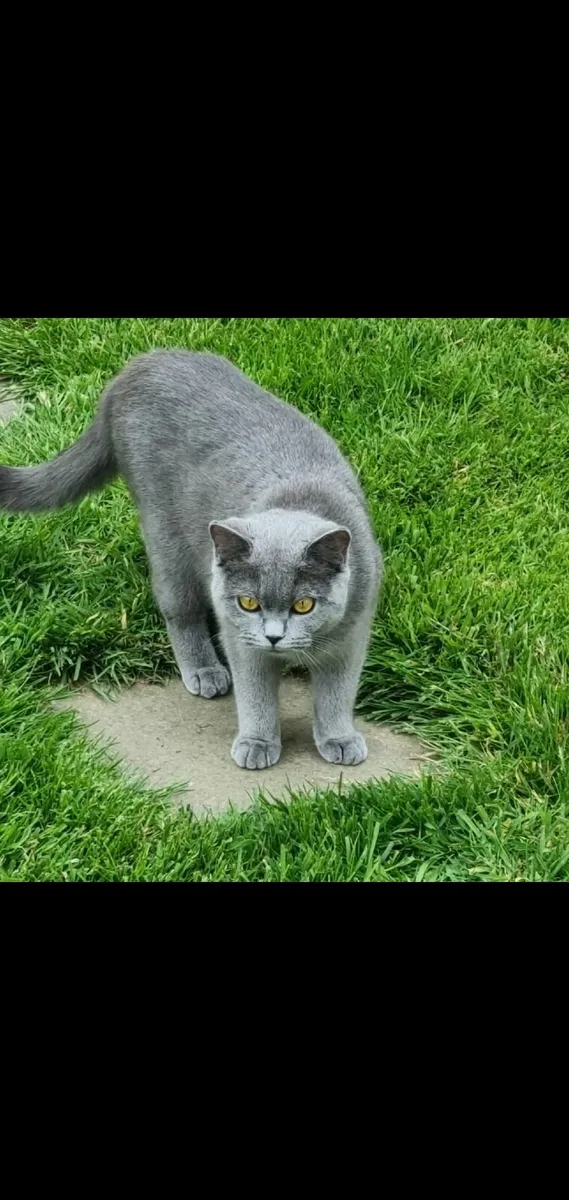 British shorthair kittens - Image 3