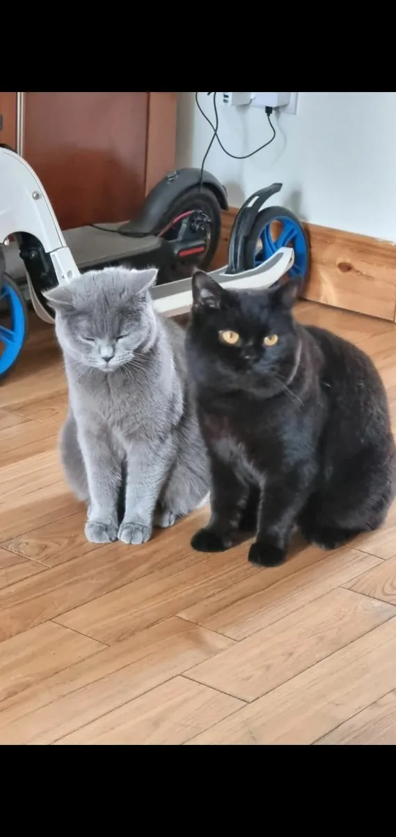 British shorthair kittens - Image 4