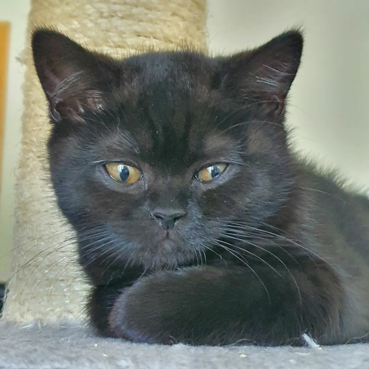 British shorthair kittens - Image 4