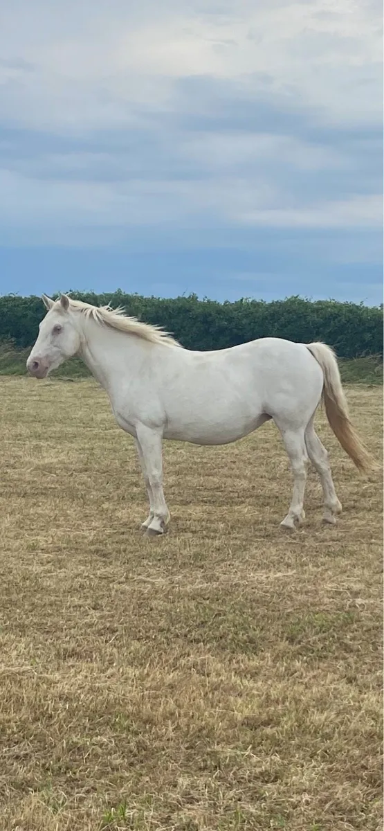 Connemara broodmare - Image 1