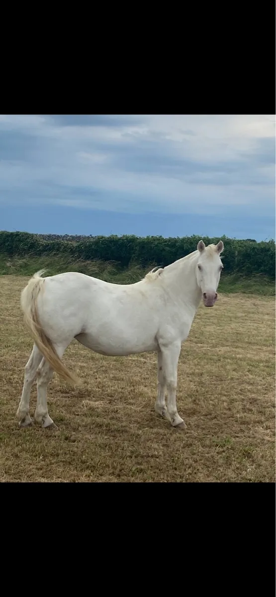 Connemara broodmare - Image 2