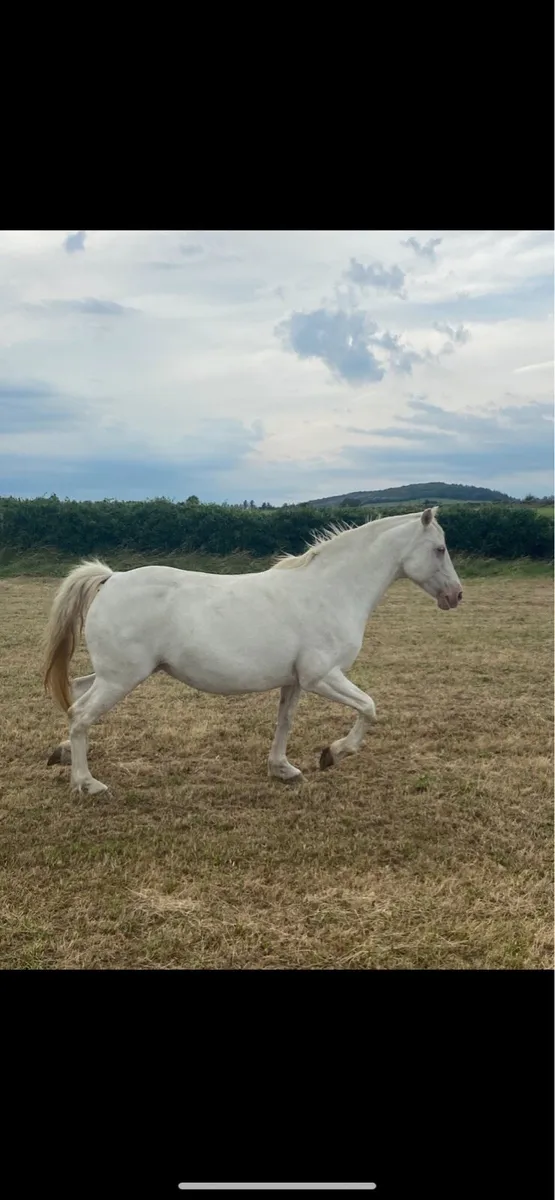 Connemara broodmare - Image 3