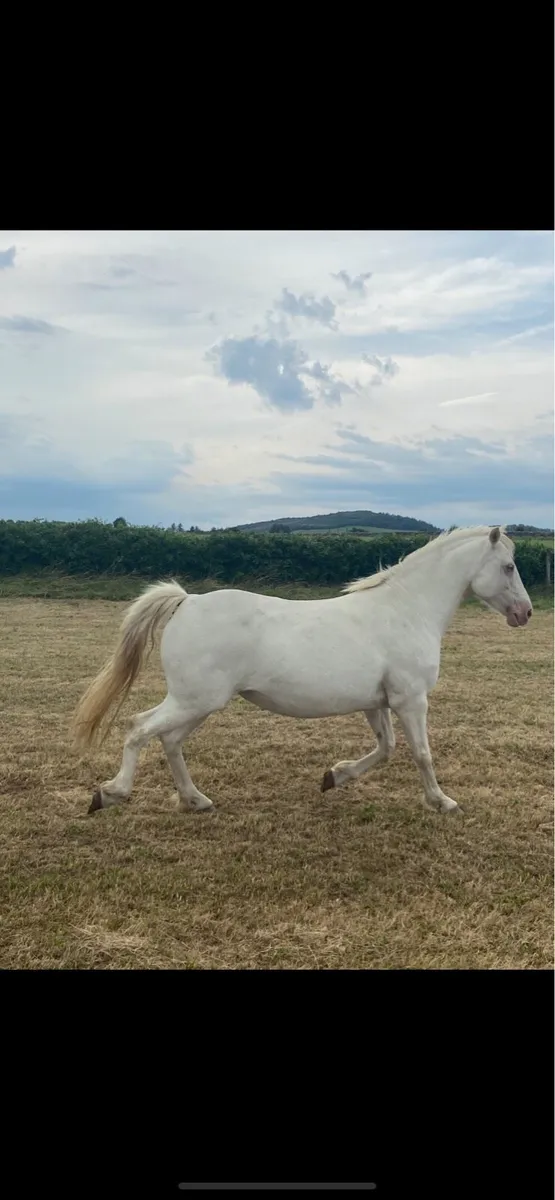 Connemara broodmare - Image 4