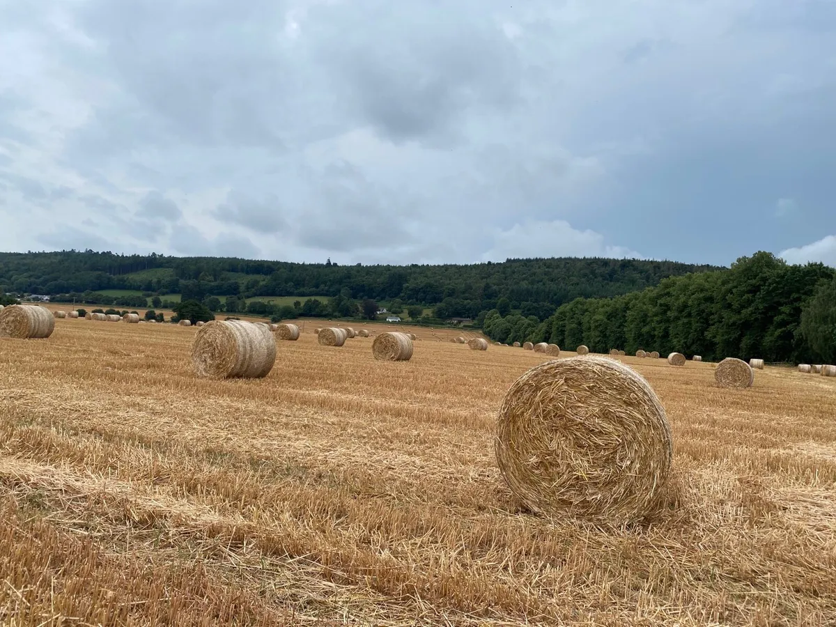 Oaten straw - Image 2