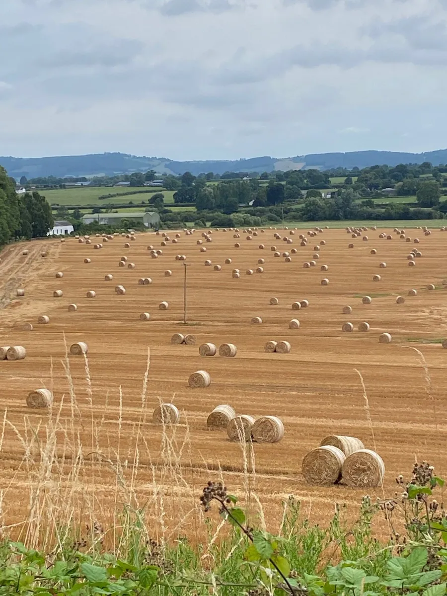 Oaten straw - Image 1