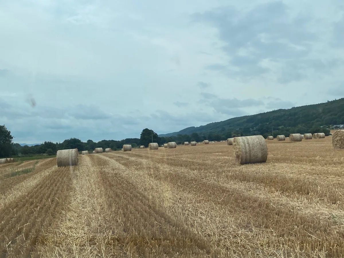 Oaten straw - Image 3
