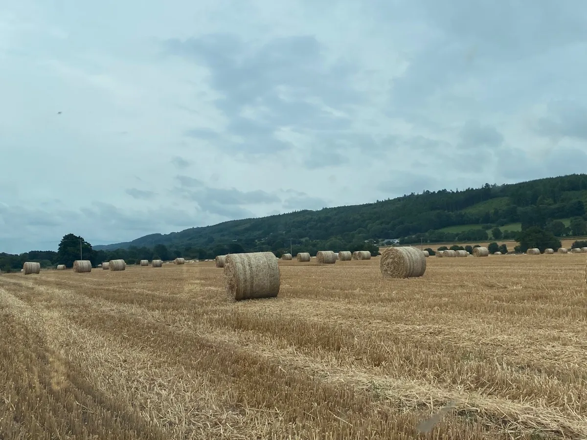 Oaten straw - Image 4