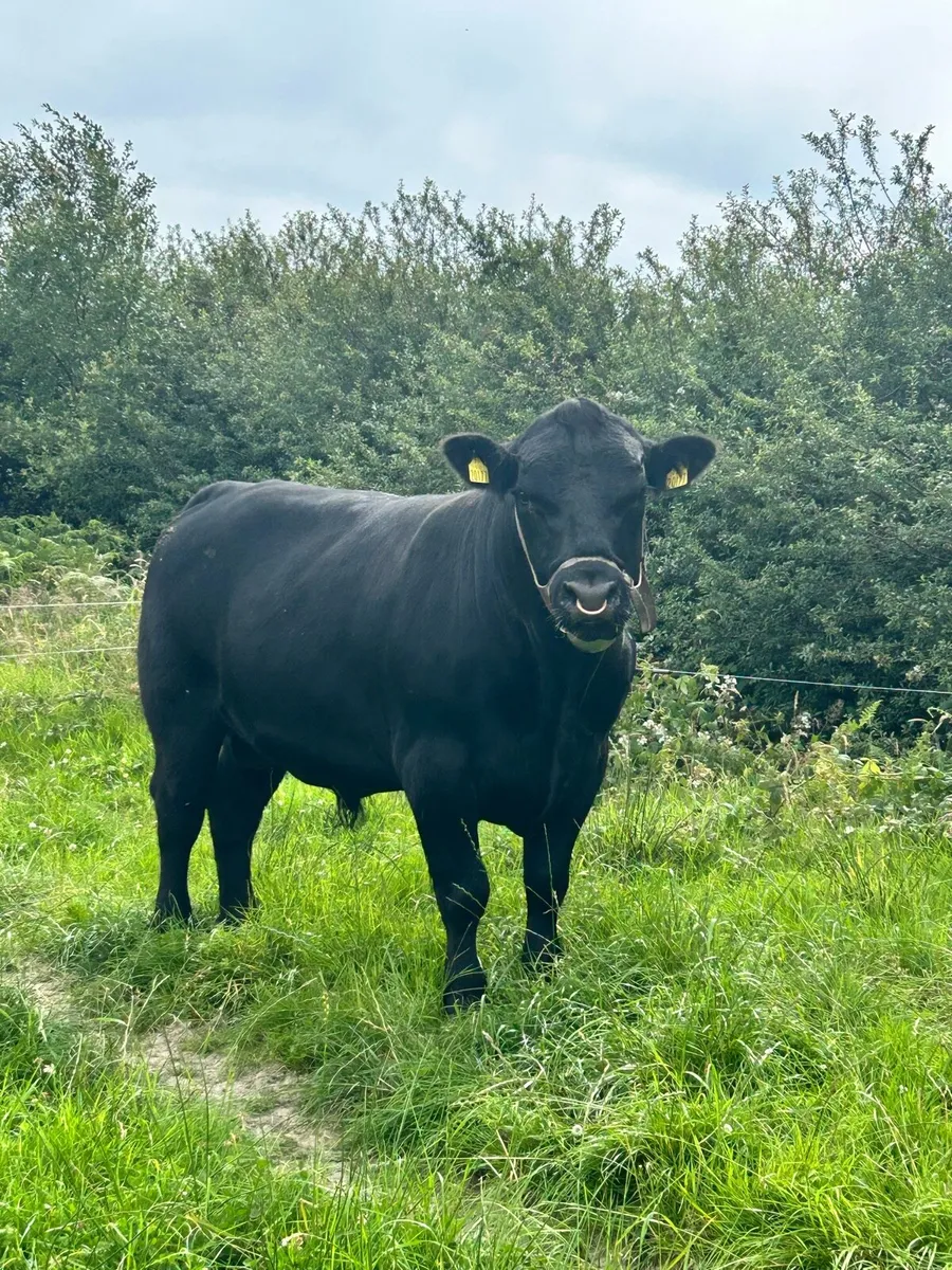Pedigree AA Bull - Image 2