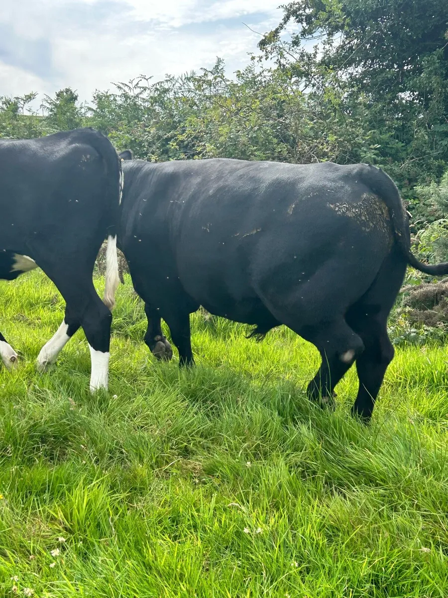 Pedigree AA Bull - Image 4