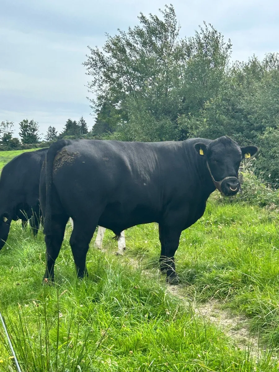 Pedigree AA Bull - Image 3