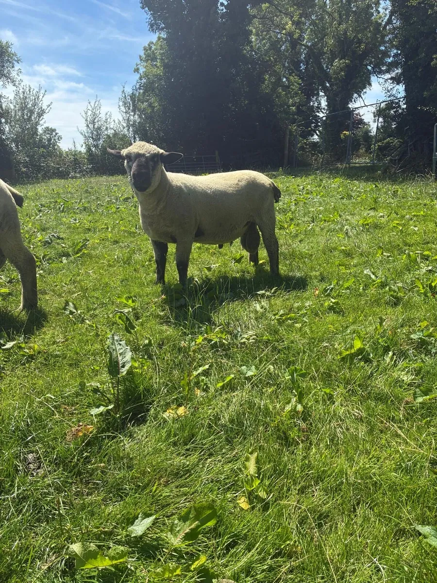 Hampshire Down hogget rams - Image 1
