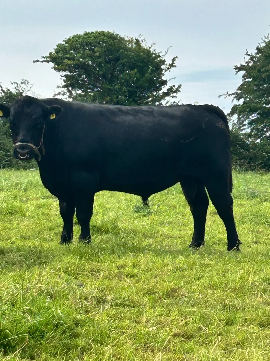 Pedigree AA Bull - Image 1
