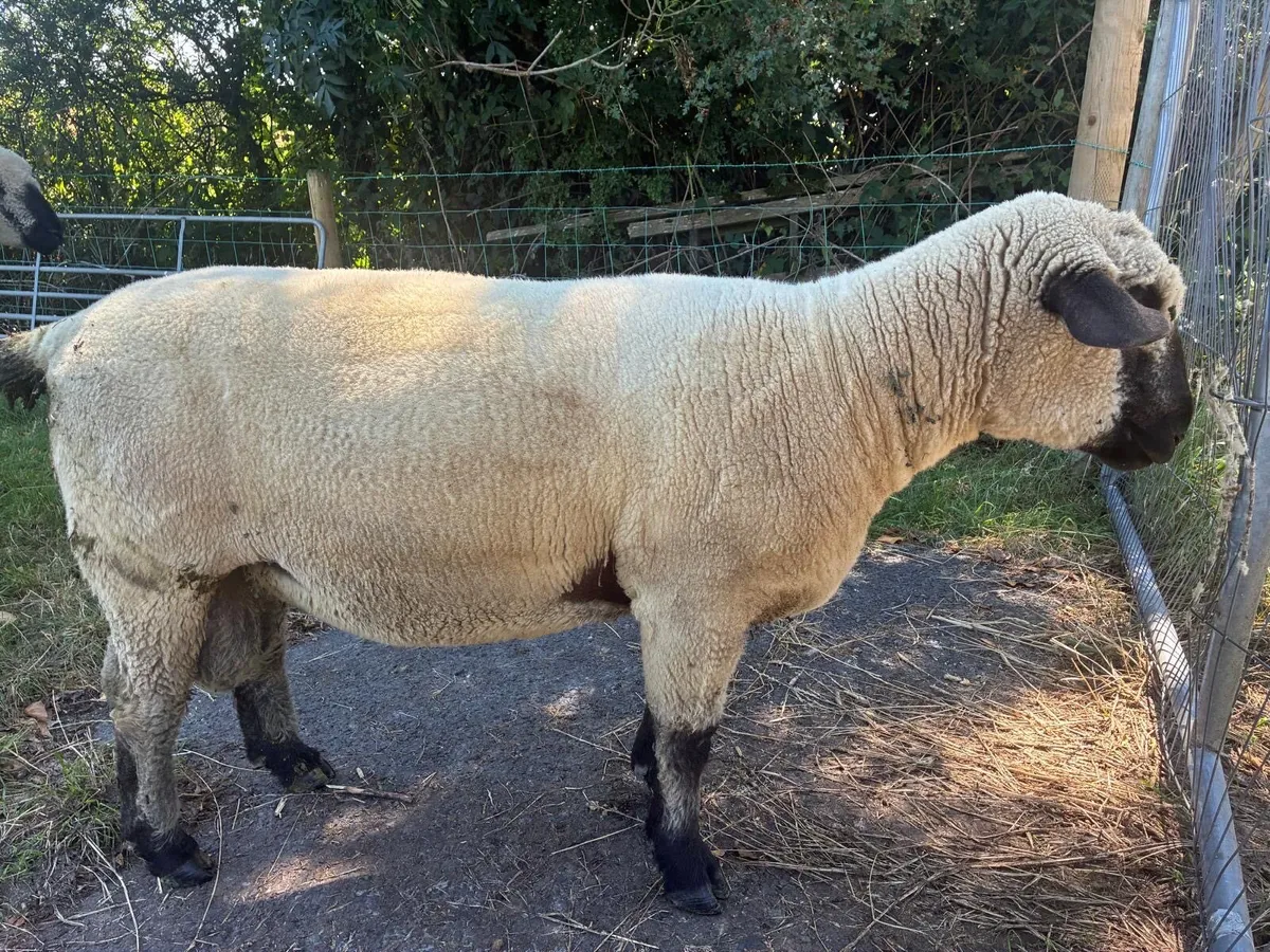 Hampshire Down hogget rams - Image 2