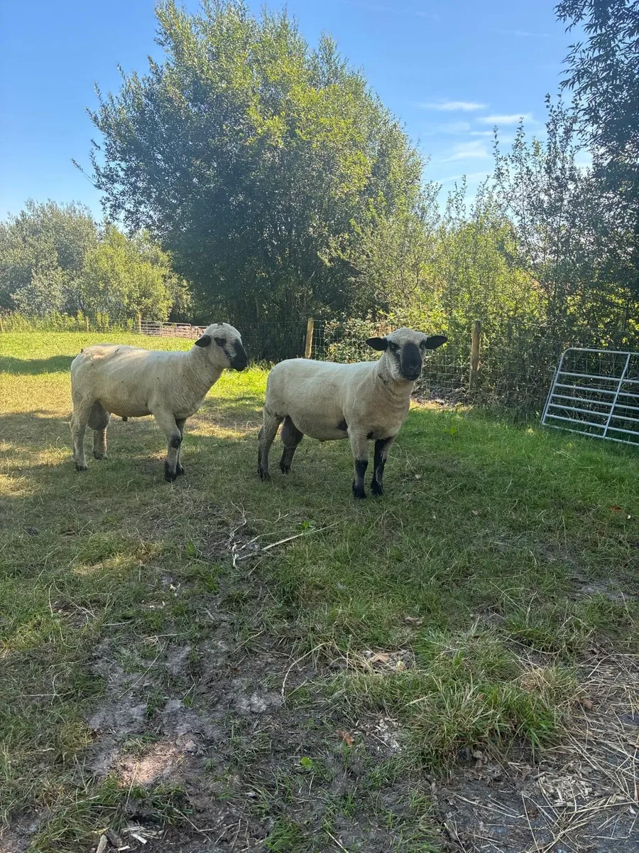 Hampshire Down hogget rams - Image 3