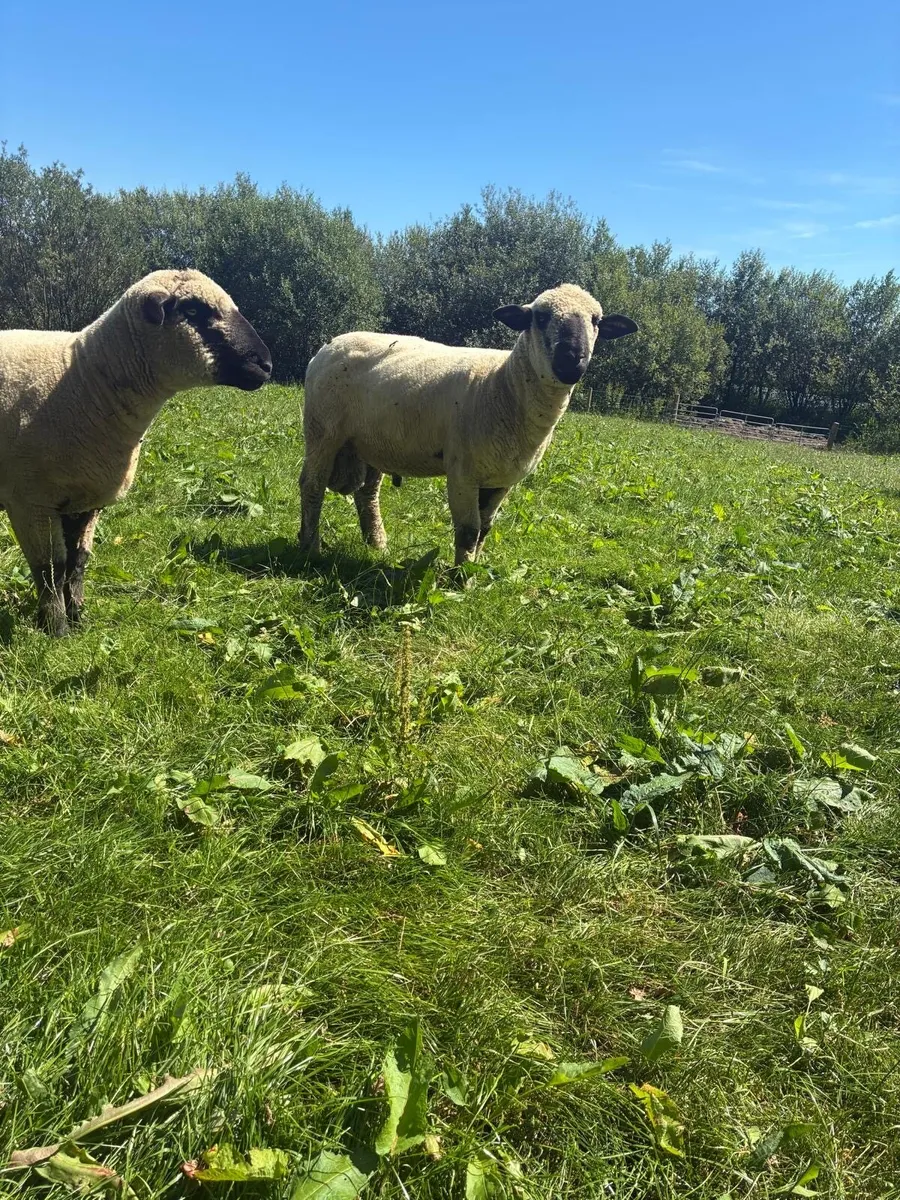 Hampshire Down hogget rams - Image 4