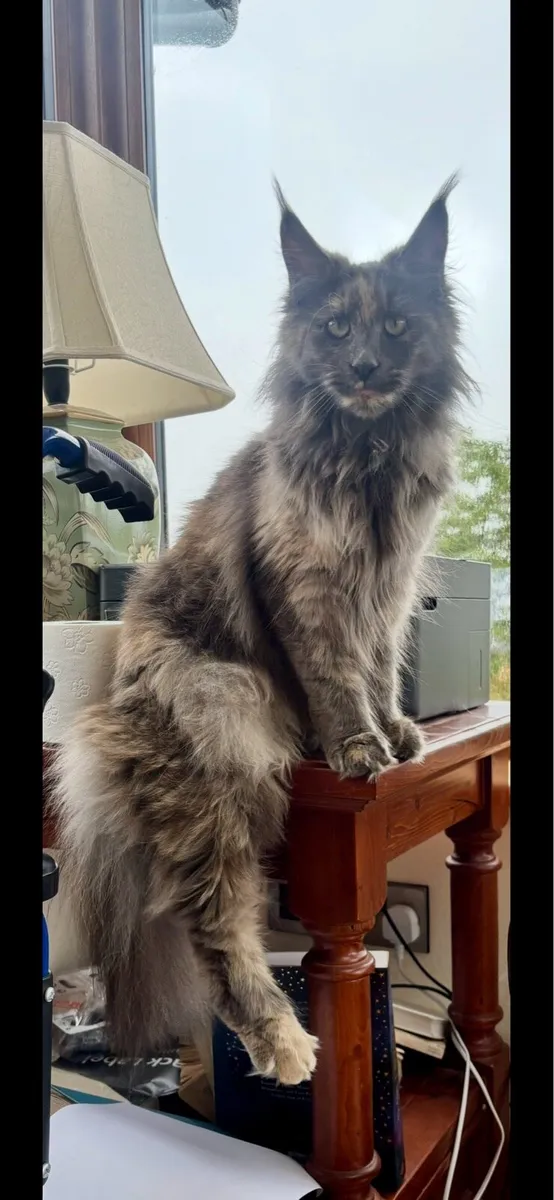 Maine Coon - Image 1