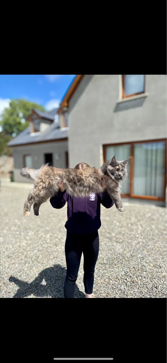 Maine Coon - Image 2