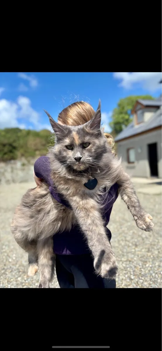 Maine Coon - Image 3