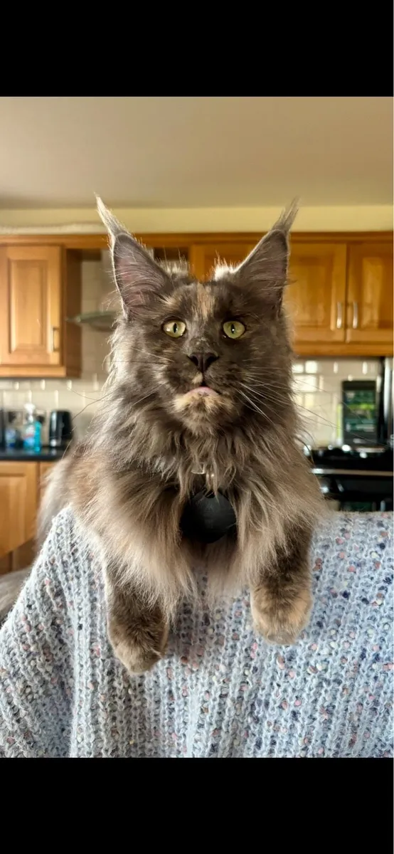 Maine Coon - Image 4