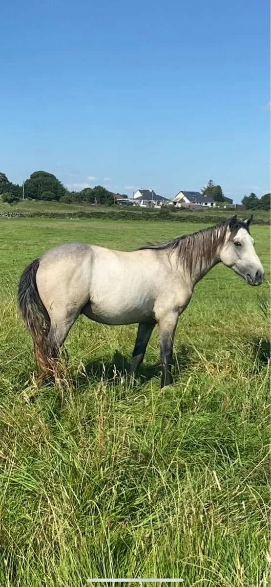 2yr old connemara gelding - Image 1