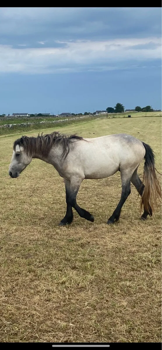 2yr old connemara gelding - Image 2