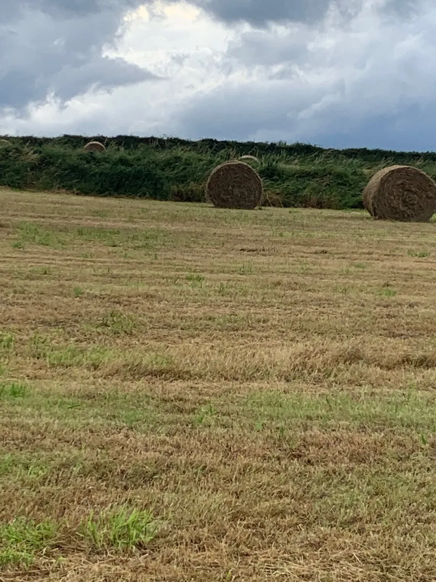 Round bales of hay - Image 1