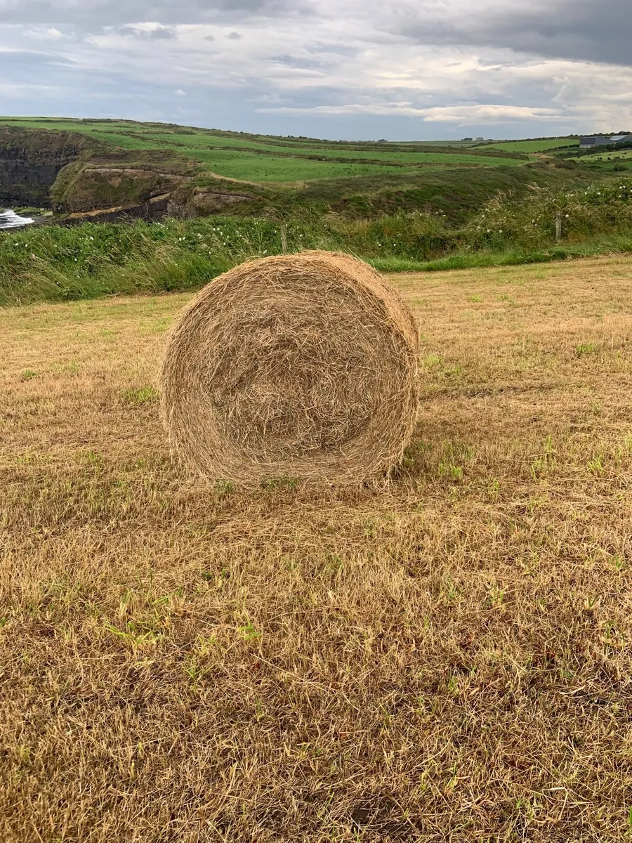 Round bales of hay - Image 2