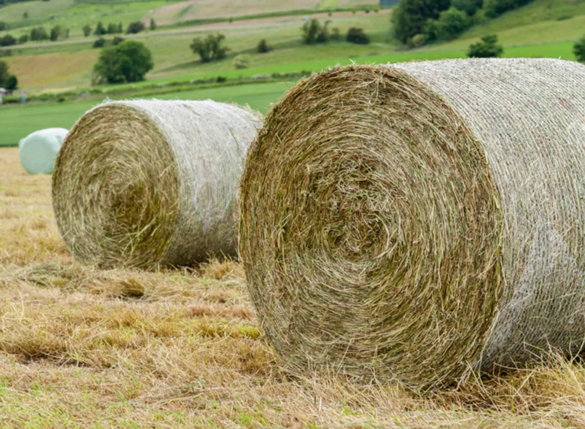 hay