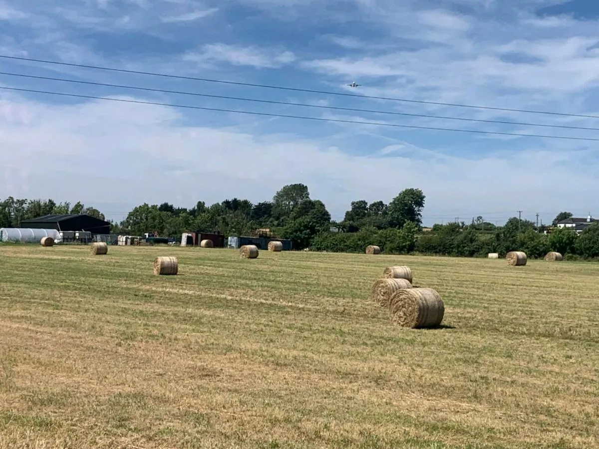 Hay for sale - Image 2