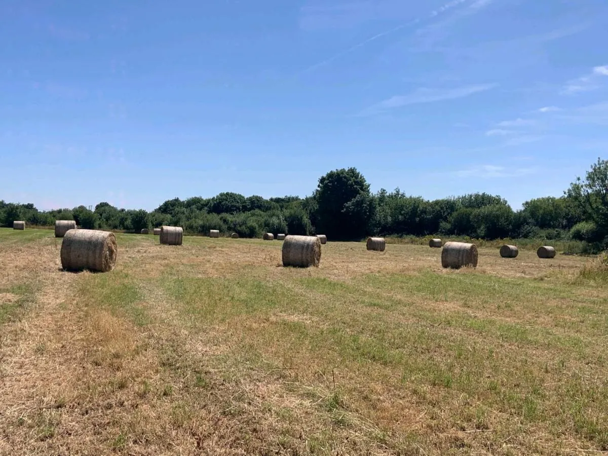 Hay for sale - Image 3