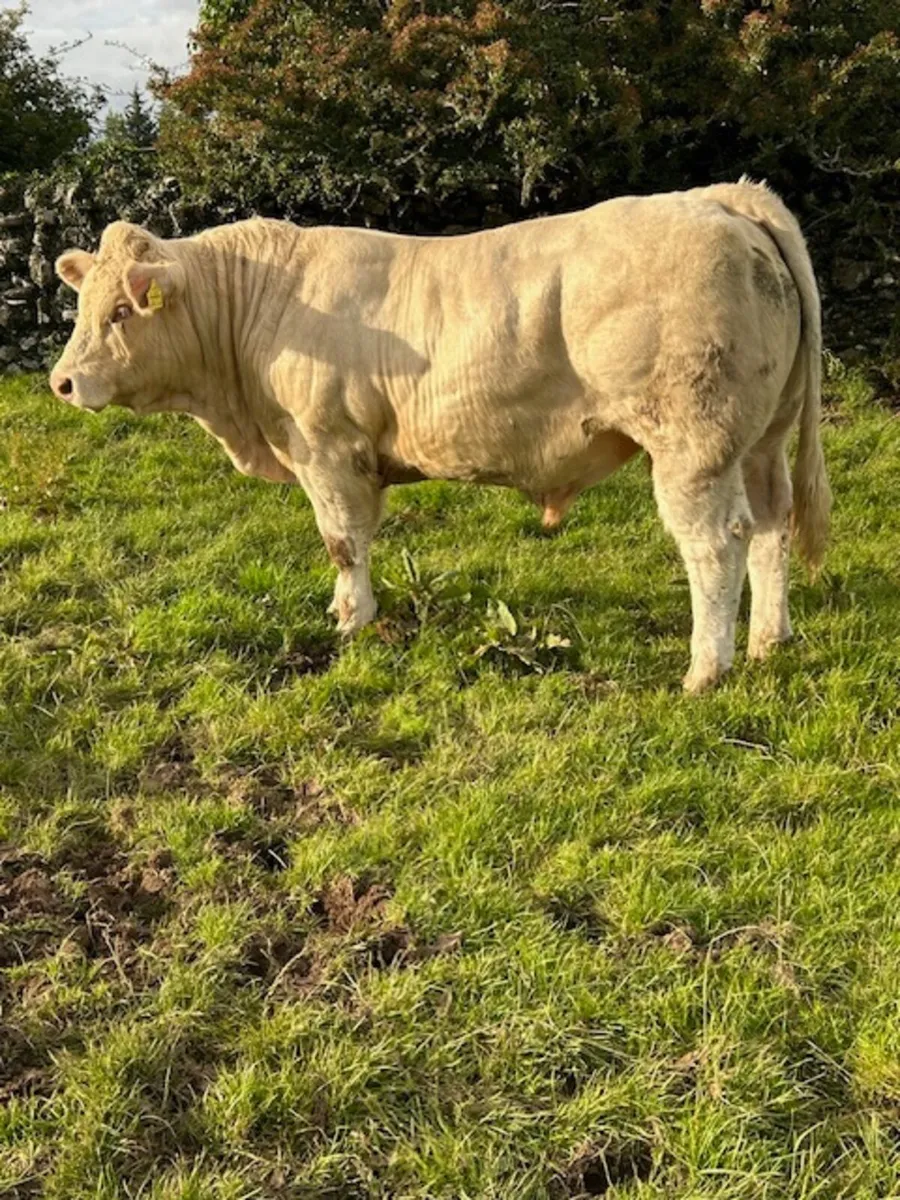 Easy calving 52  Charolais bull - Image 1