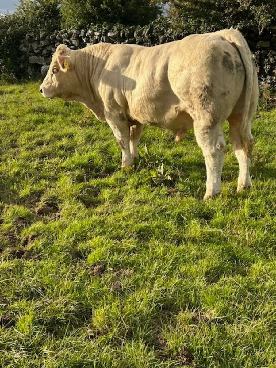 Easy calving 52  Charolais bull - Image 2