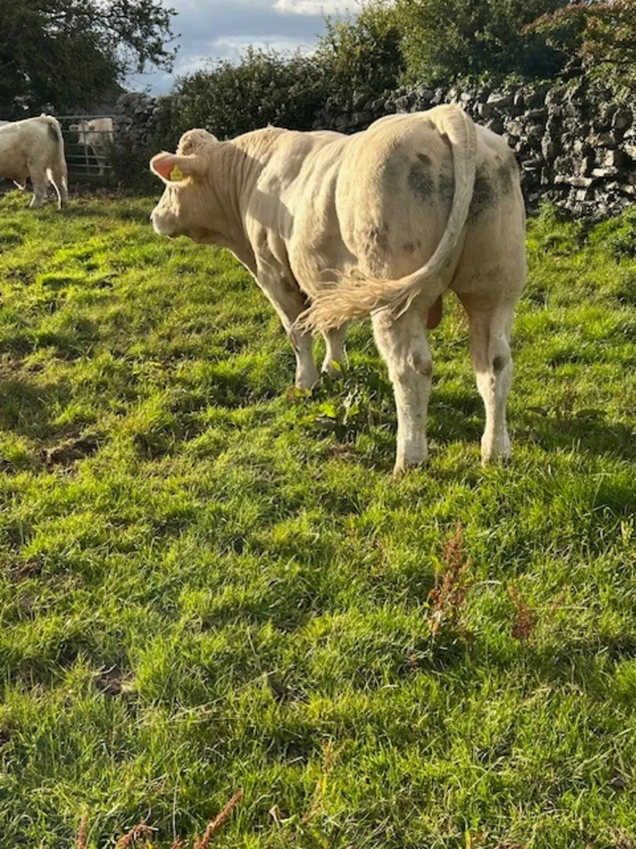 Easy calving 52  Charolais bull - Image 3