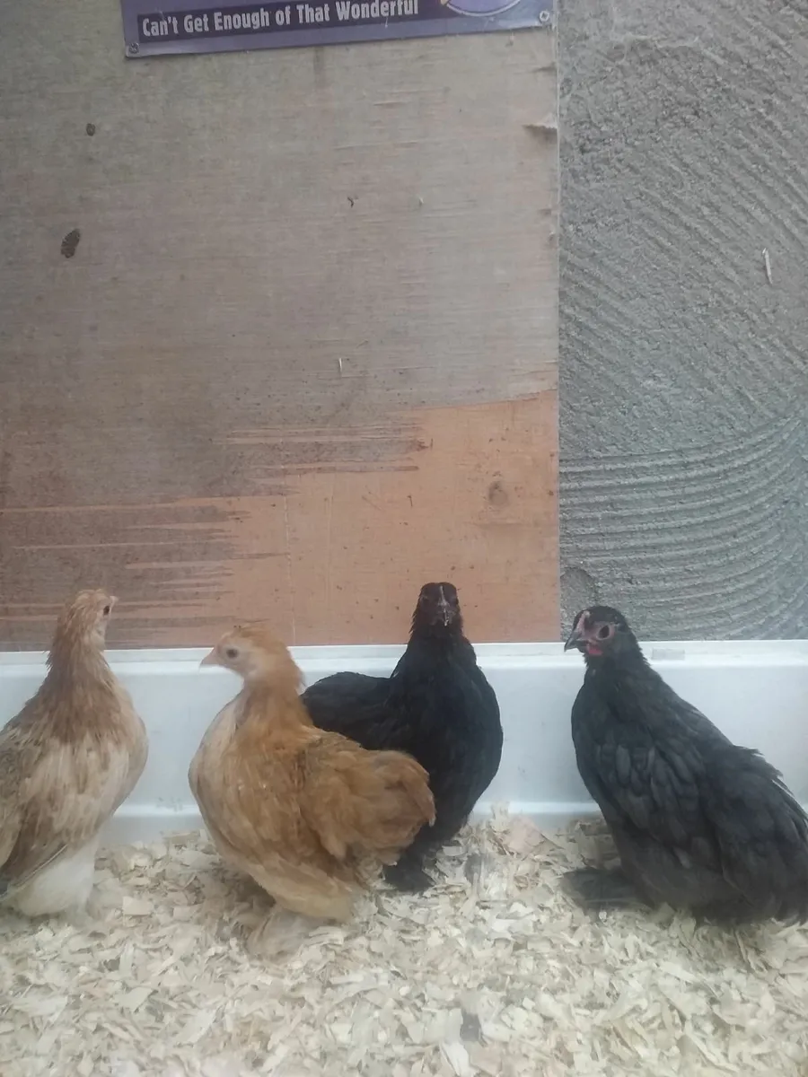 Pekin chicks - Image 1
