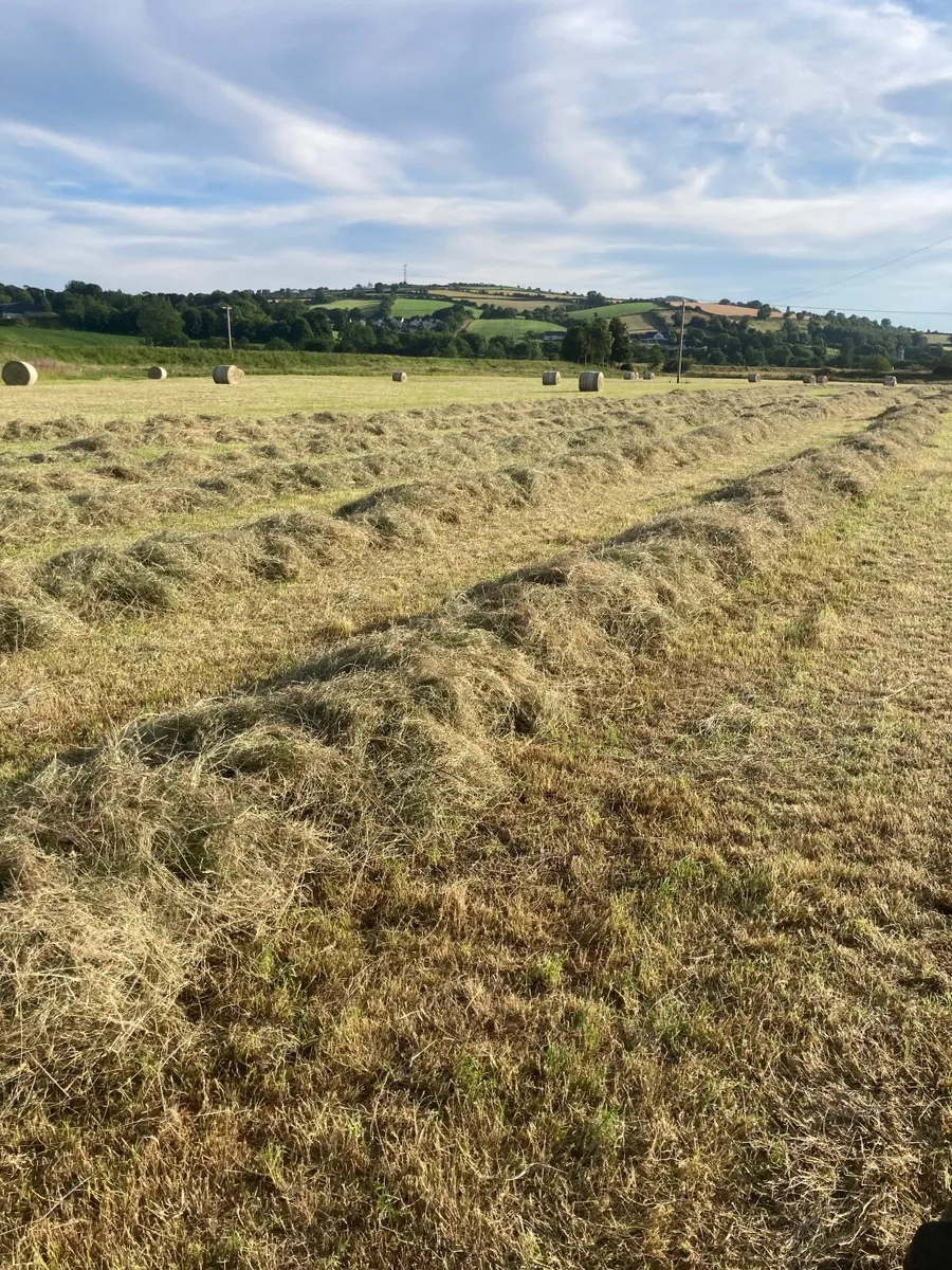 Hay - Image 4