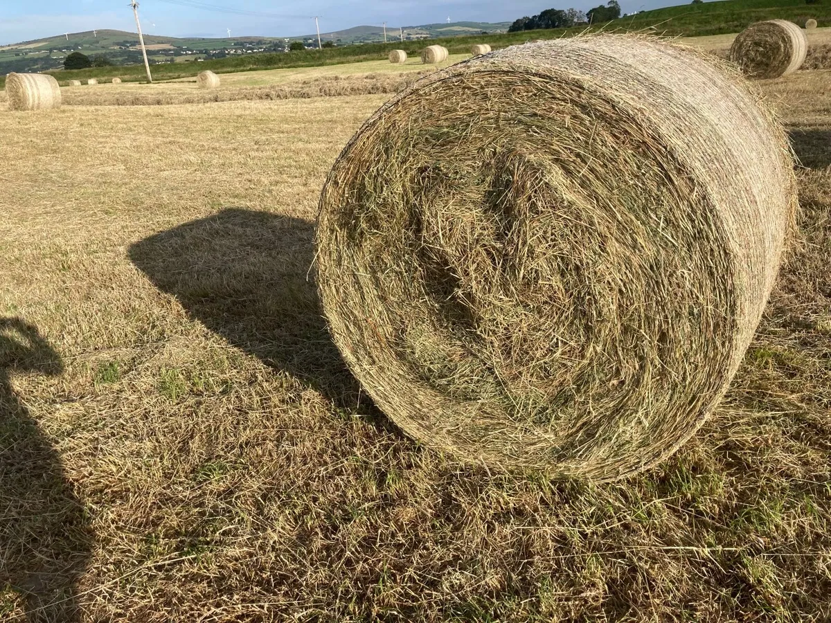 Hay - Image 1