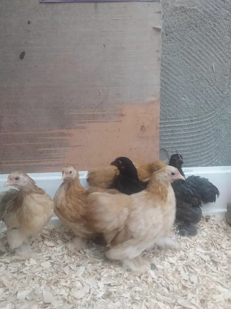 Pekin chicks - Image 2