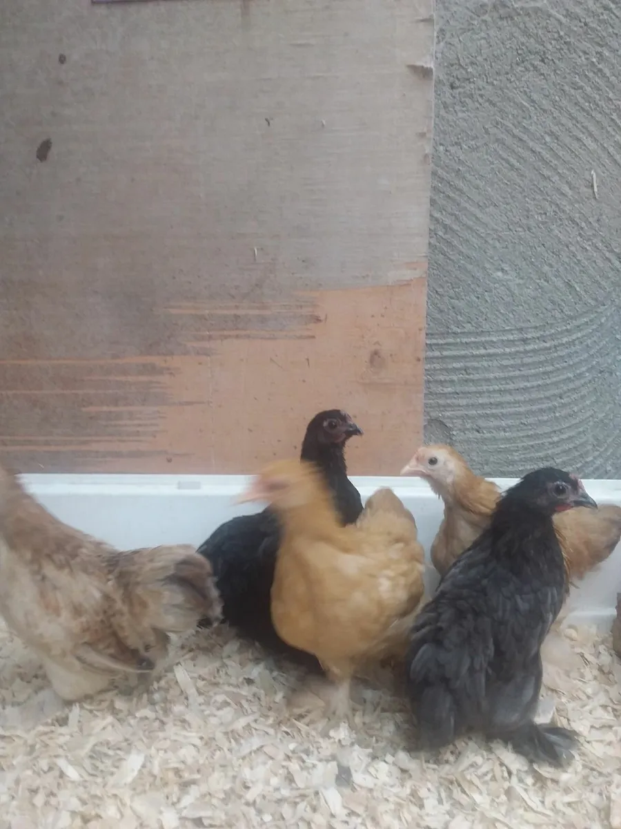 Pekin chicks - Image 3