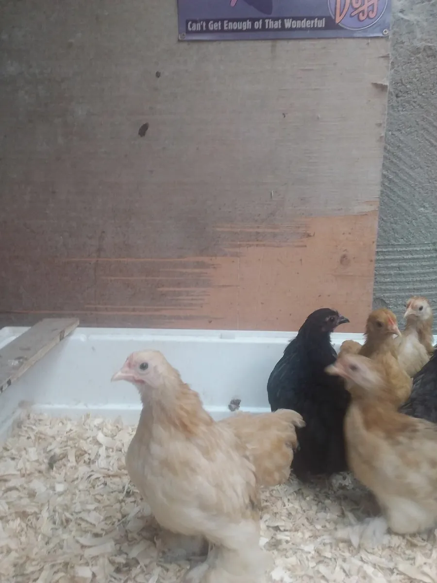 Pekin chicks - Image 4