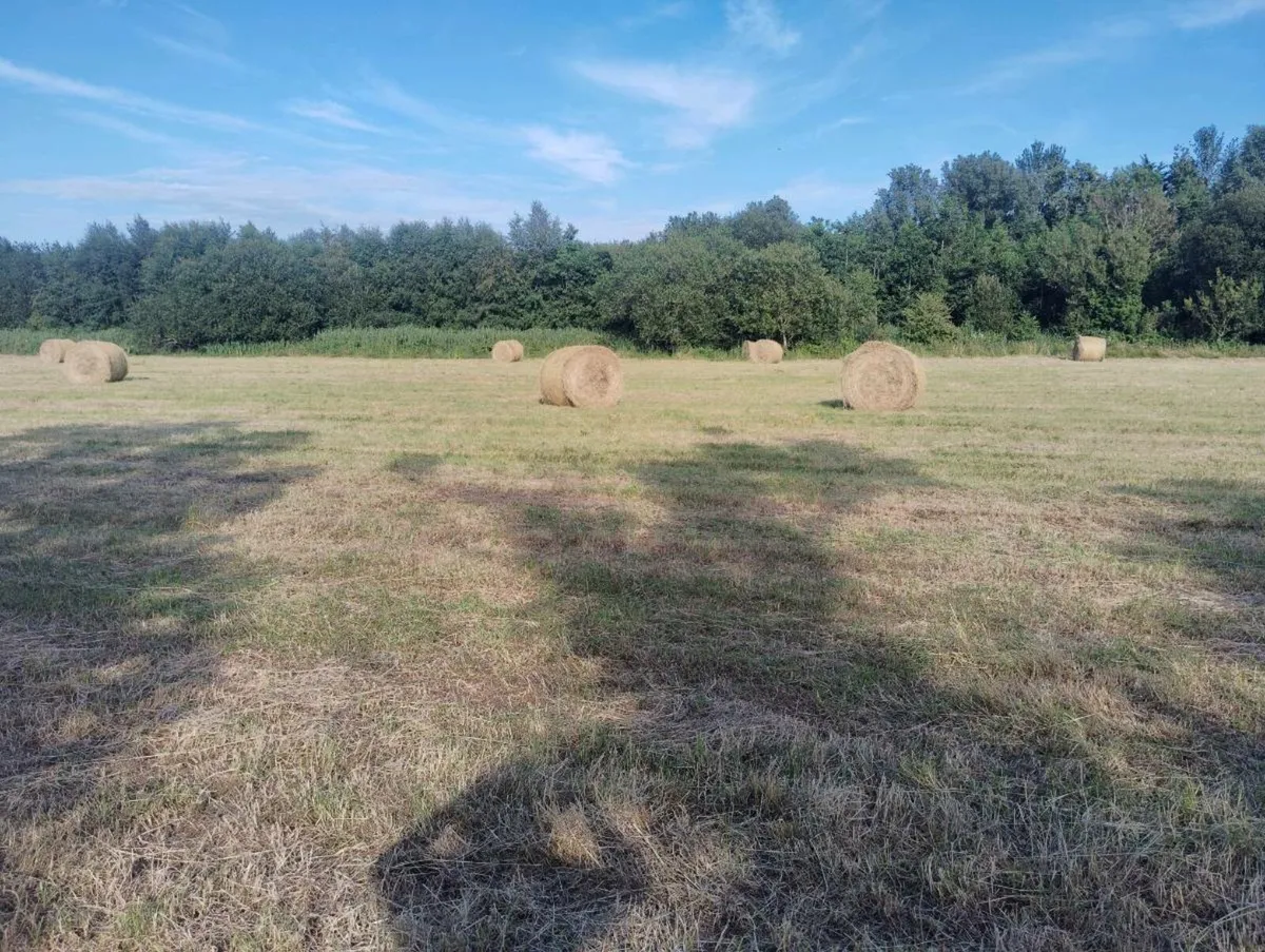 Hay
