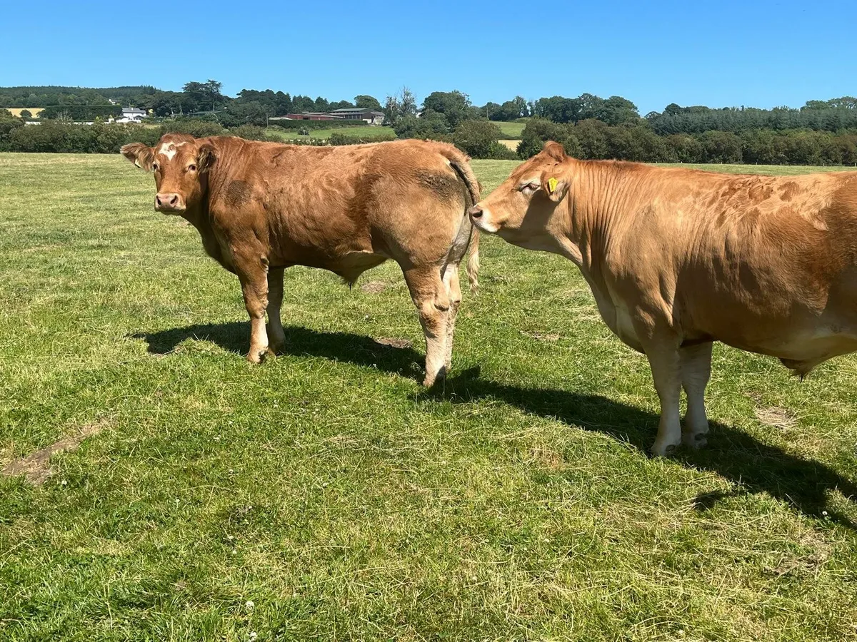 25 beef Bullocks Enniscorthy Mart 15th of July - Image 1