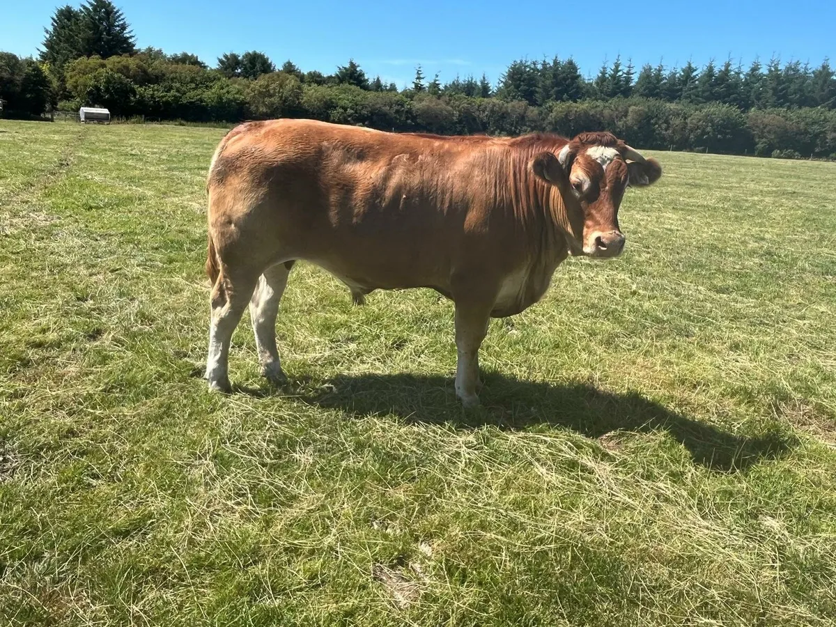 25 beef Bullocks Enniscorthy Mart 15th of July - Image 2