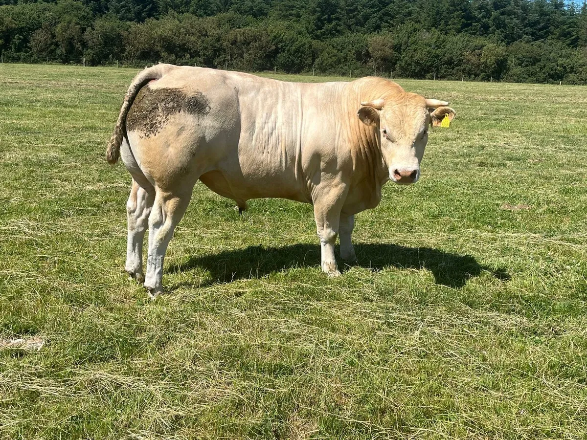 25 beef Bullocks Enniscorthy Mart 15th of July - Image 3