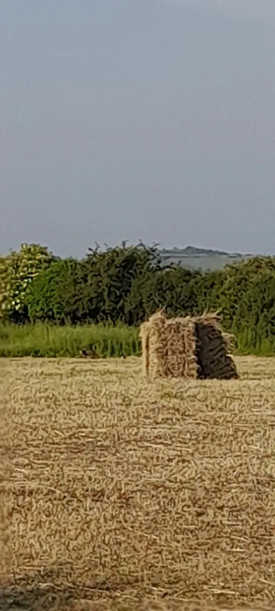 Small square  bales - Image 2
