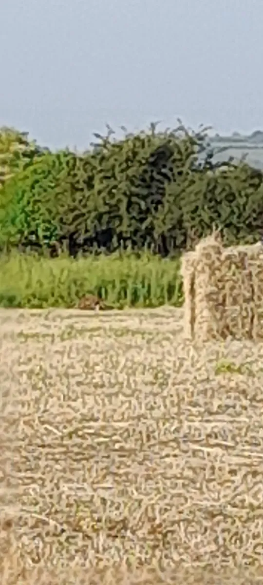 Small square  bales - Image 3
