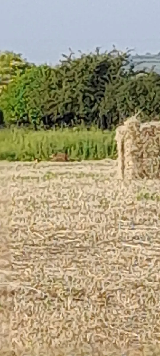 Small square  bales - Image 4