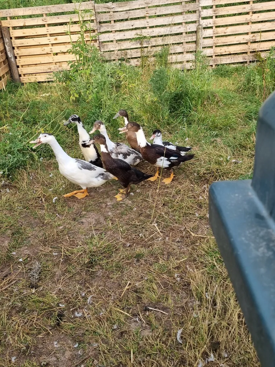 Ducklings and Rooster - Image 3